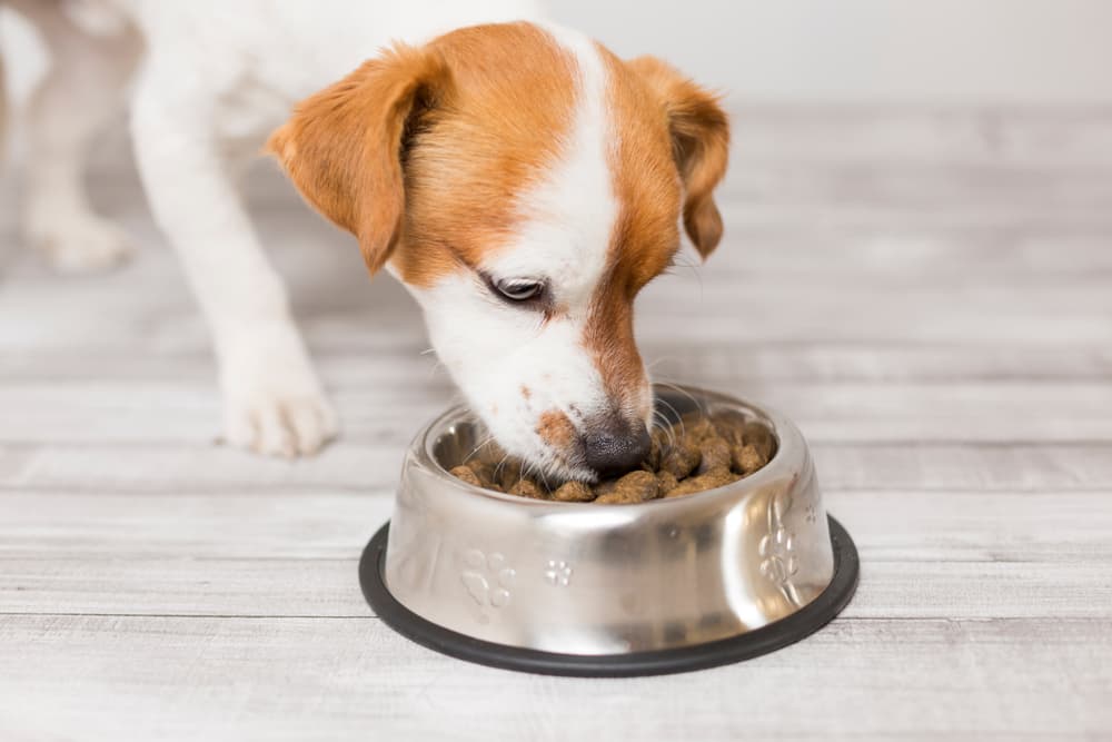 Switching Dog Food: Tips and Recommendations