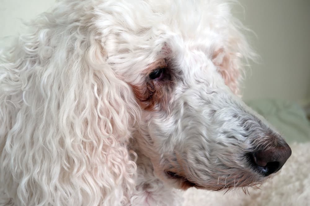 Sad Eyes? How To Remove Tear Stains From Your Pet's Eyes | Petmd