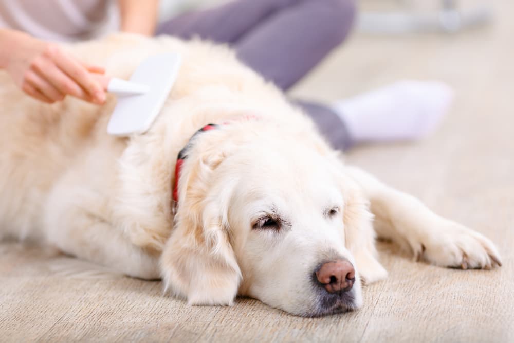 Seborrhea in Dogs | Great Pet Care