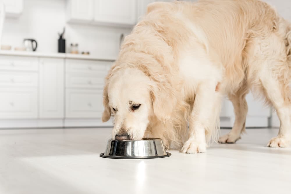 Bland Diet for Dogs: All You Need to Know