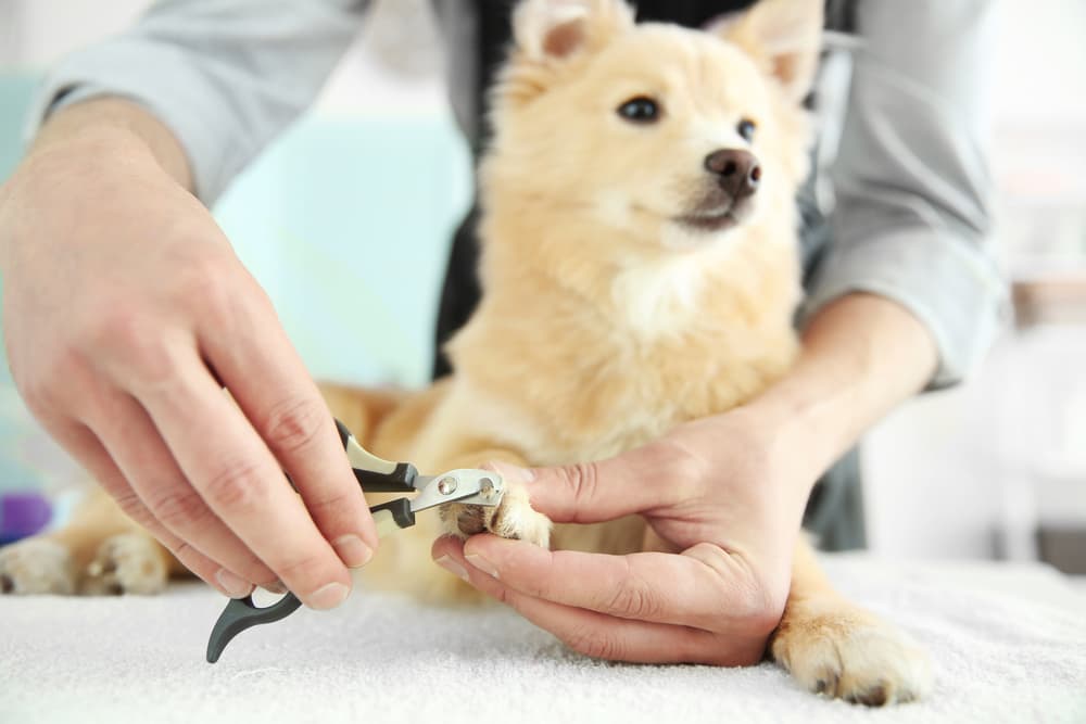 How to Use Dog Nail Clippers | Great Pet Care