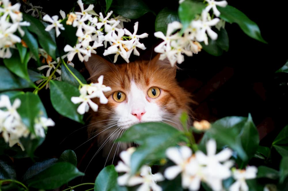Deadly Plants That Are Poison For Cats