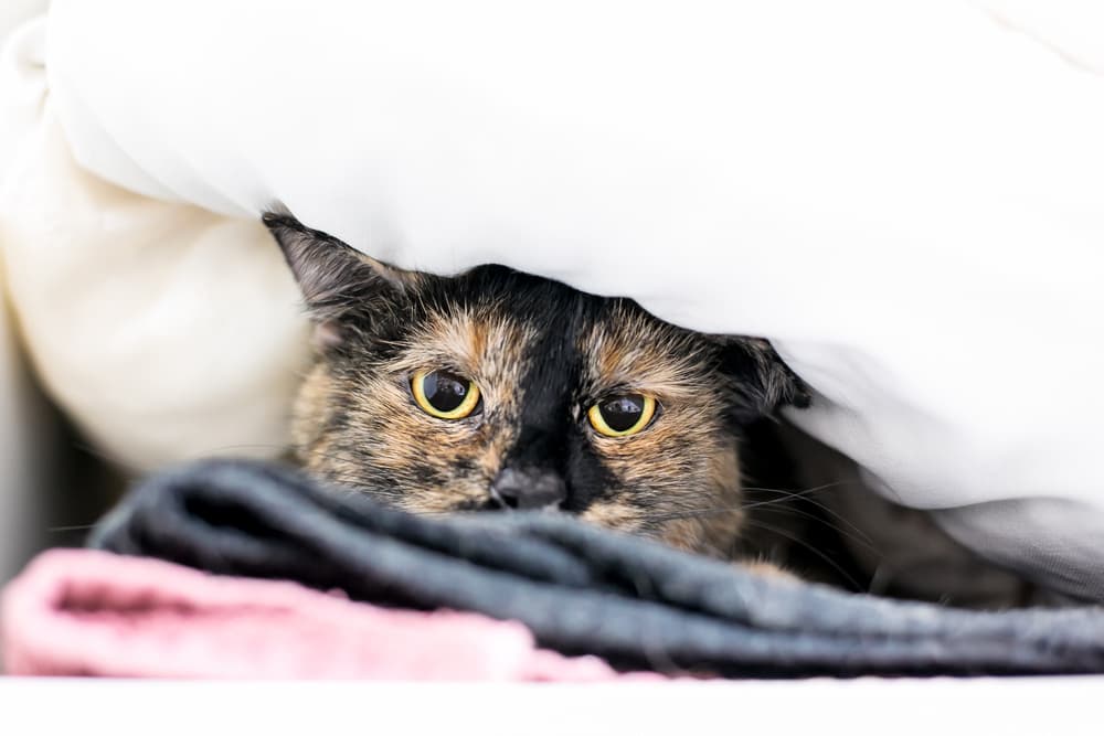 8 Surprising Things That Stress Cats Out