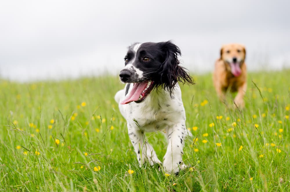 8 Suspicious Symptoms in Active Dogs