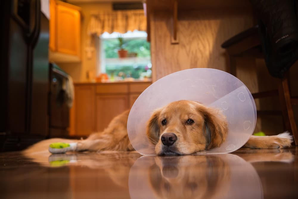 7 Dog Cone Alternatives That Actually Work