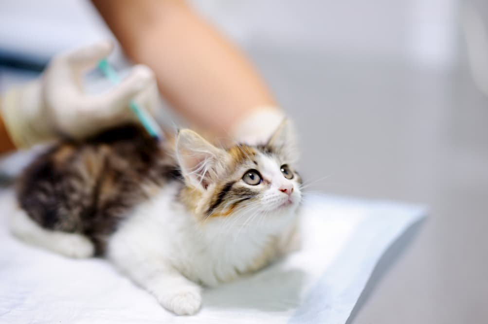 FVRCP Vaccine for Cats