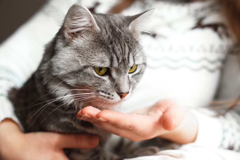 Doxycycline for Cats