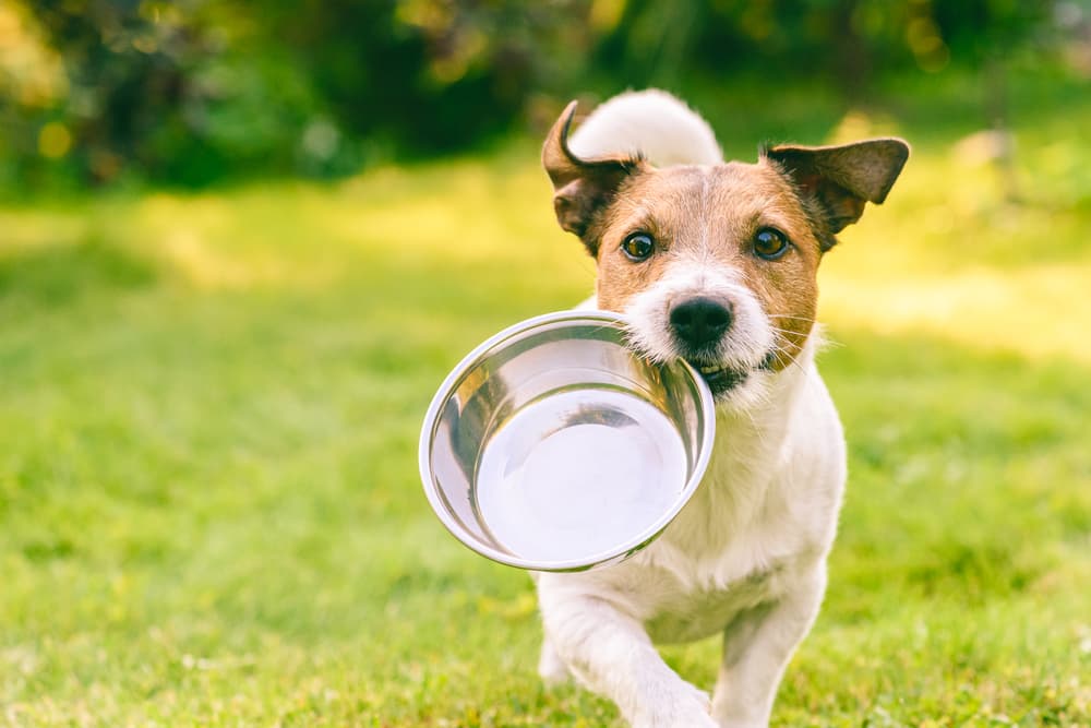Green Tripe for Dogs: Everything You Need to Know