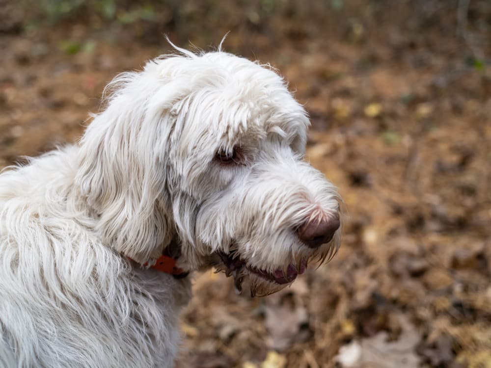 Londen Fantasierijk Oneerlijk 7 Veelvoorkomende Huidproblemen bij Honden (en Hoe Je Ze Kunt Behandelen) |  Great Pet Care