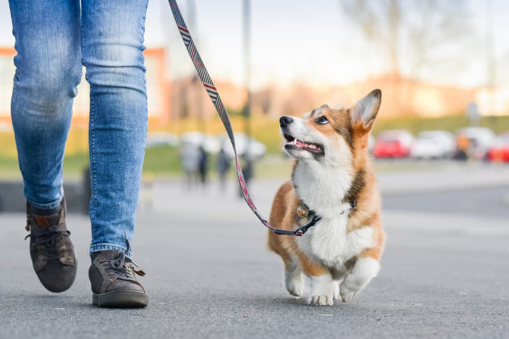 7 Dog Walking Dangers You Should Know About