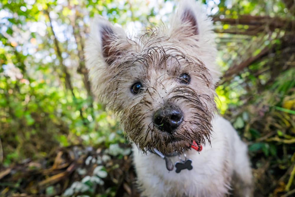 My Dog Eats Soil and Dirt: Is It Dangerous? | Great Pet Care