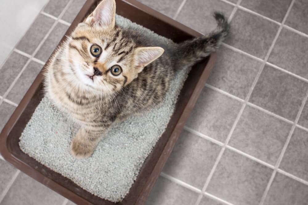 Flushable Cat Litter: Weighing the Pros and Cons | Great Pet Care