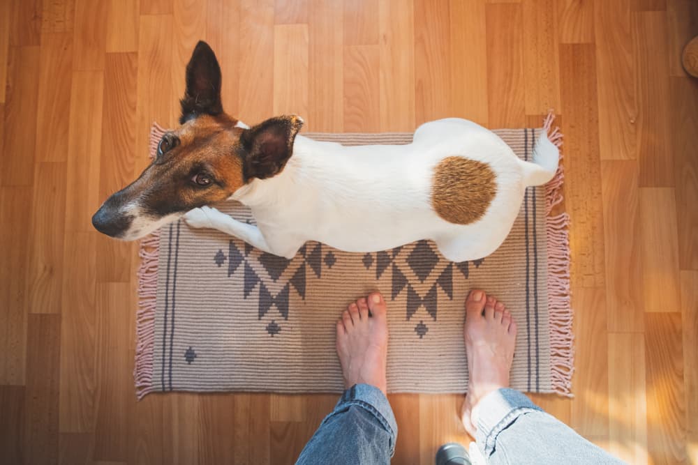 6 Reasons Your Dog Follows You Everywhere