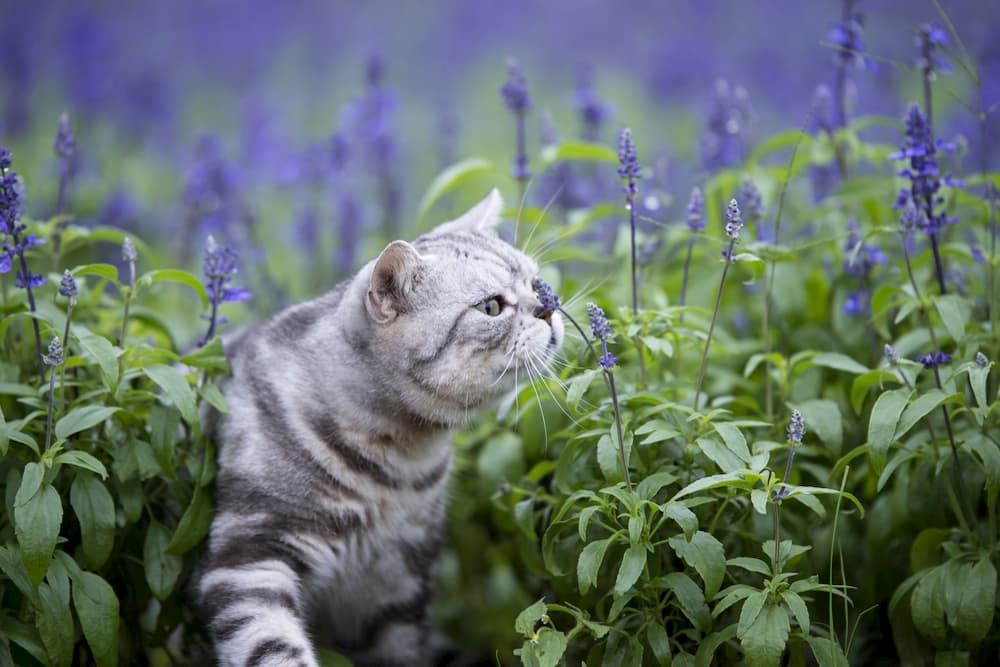 Is Lavender Toxic to Cats? 