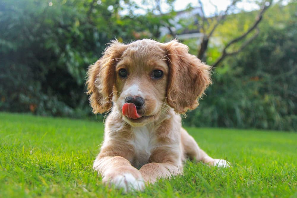 Why Do Dogs Lick Their Lips?