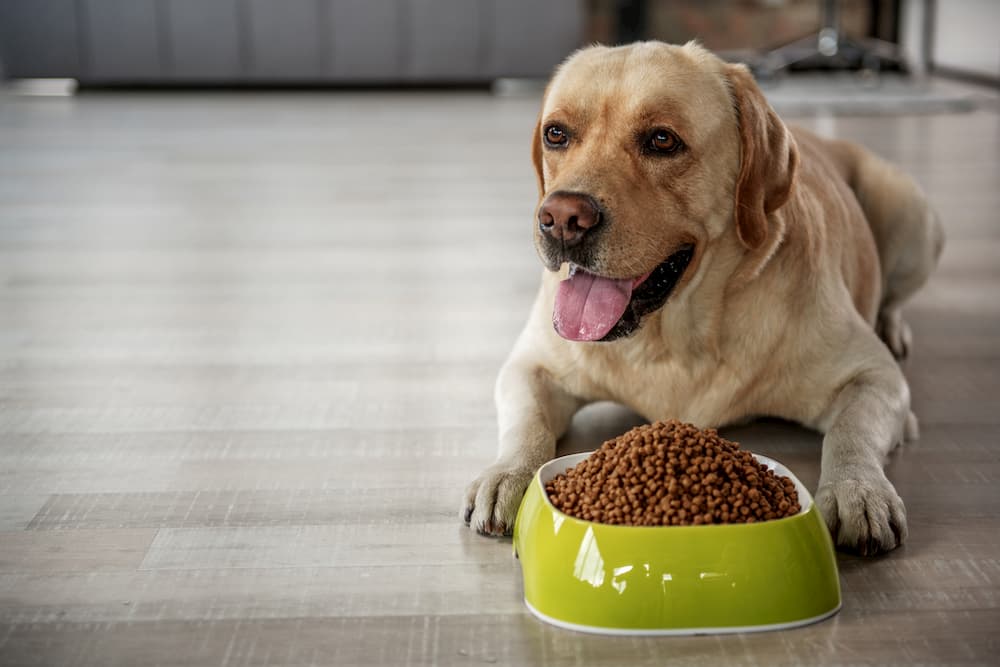 7 Mistakes to Avoid When Storing Dog Food