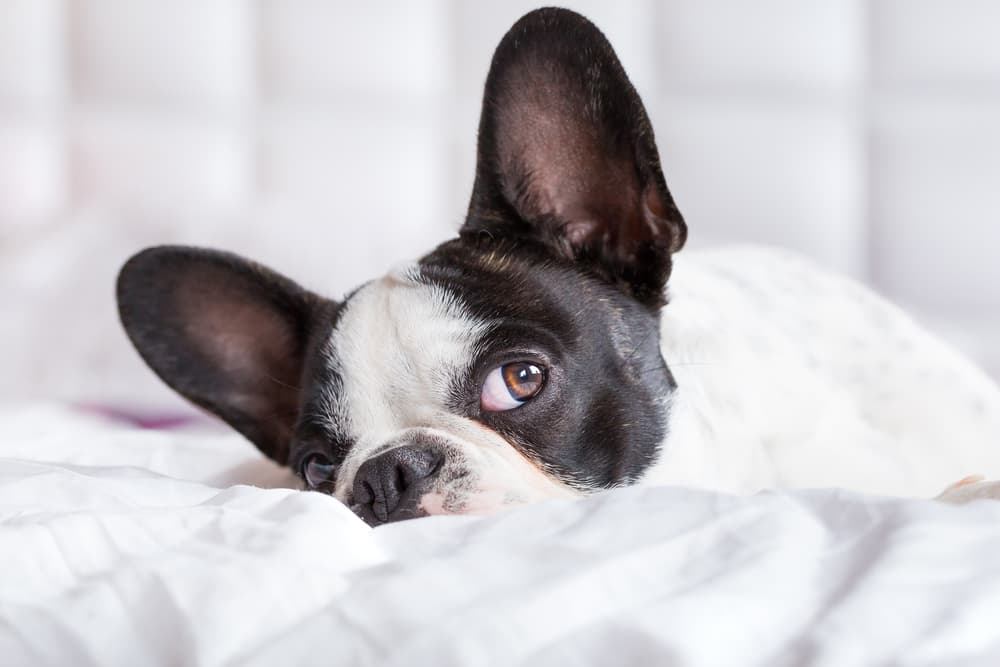All the Reasons Your Dog’s Ears Smell