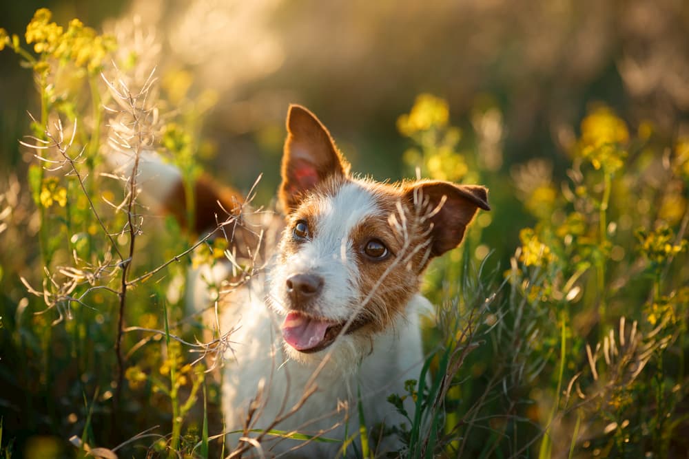 Slippery Elm for Dogs: Benefits and Uses