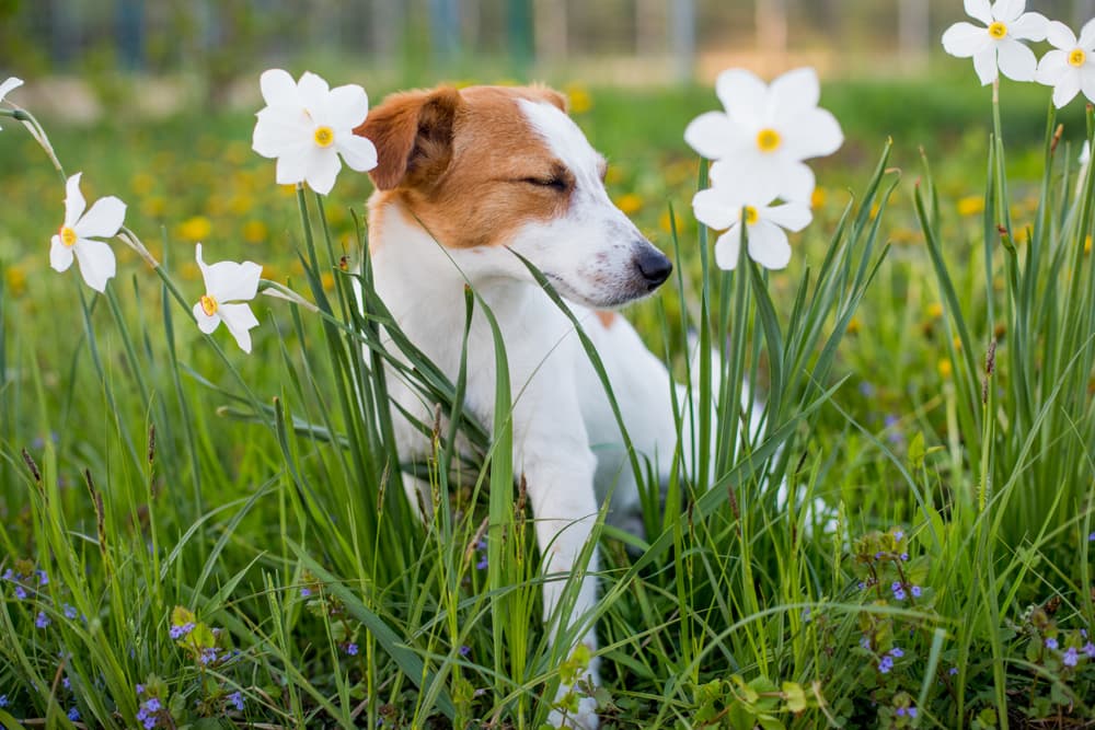 Quercetin for Dogs: Uses and Benefits