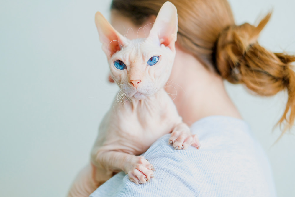 Hairless Cat Adoption: Important Tips For Bringing Home a Baldy
