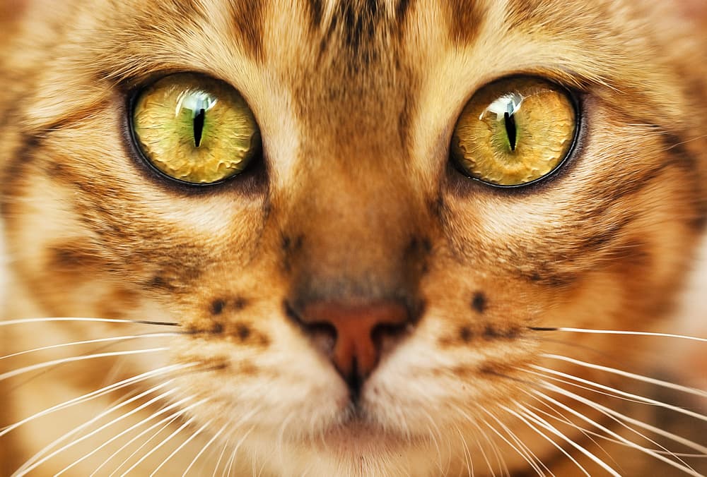 Cat Whiskers: The Facts You Need to Know