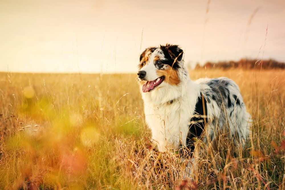 Turmeric for Dogs: Benefits and Uses