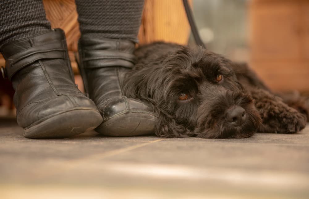 Dog next to shoes