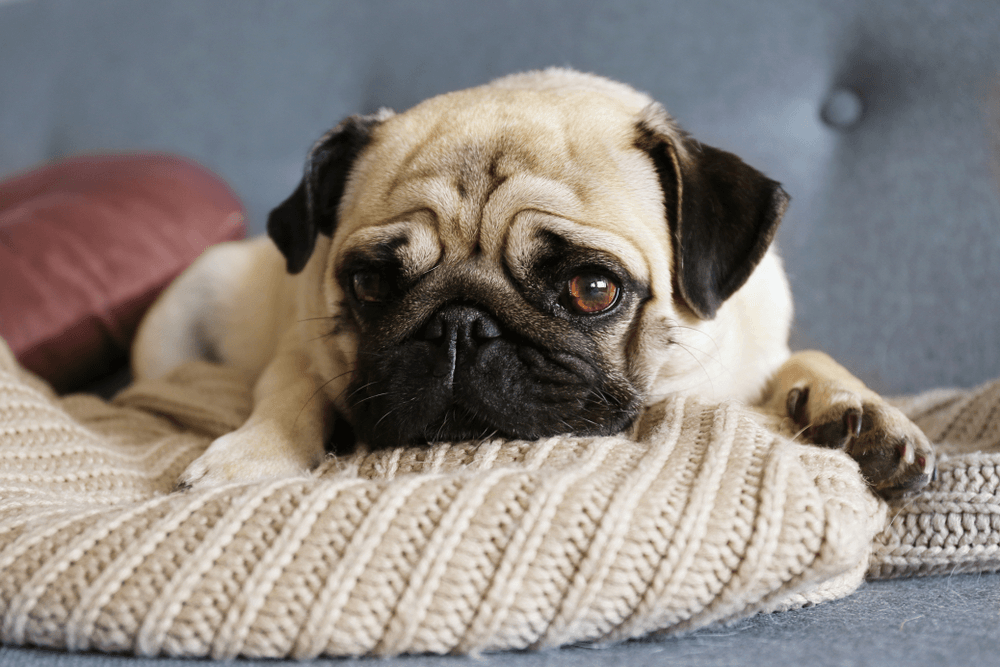 Is my dog sad? Worried pug resting on a blanket
