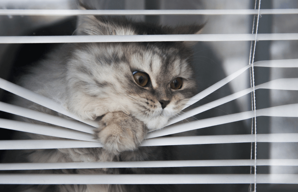 Can my cat get separation anxiety? Silver tabby is bending blinds to watch for pet parent