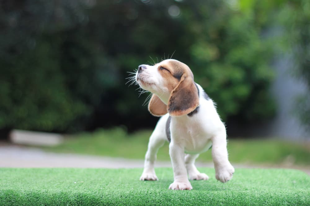 happy beagle puppy outside