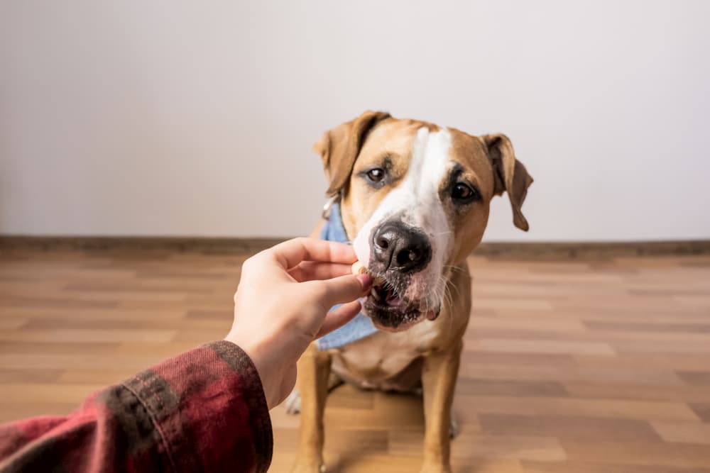 Man giving dog a chew