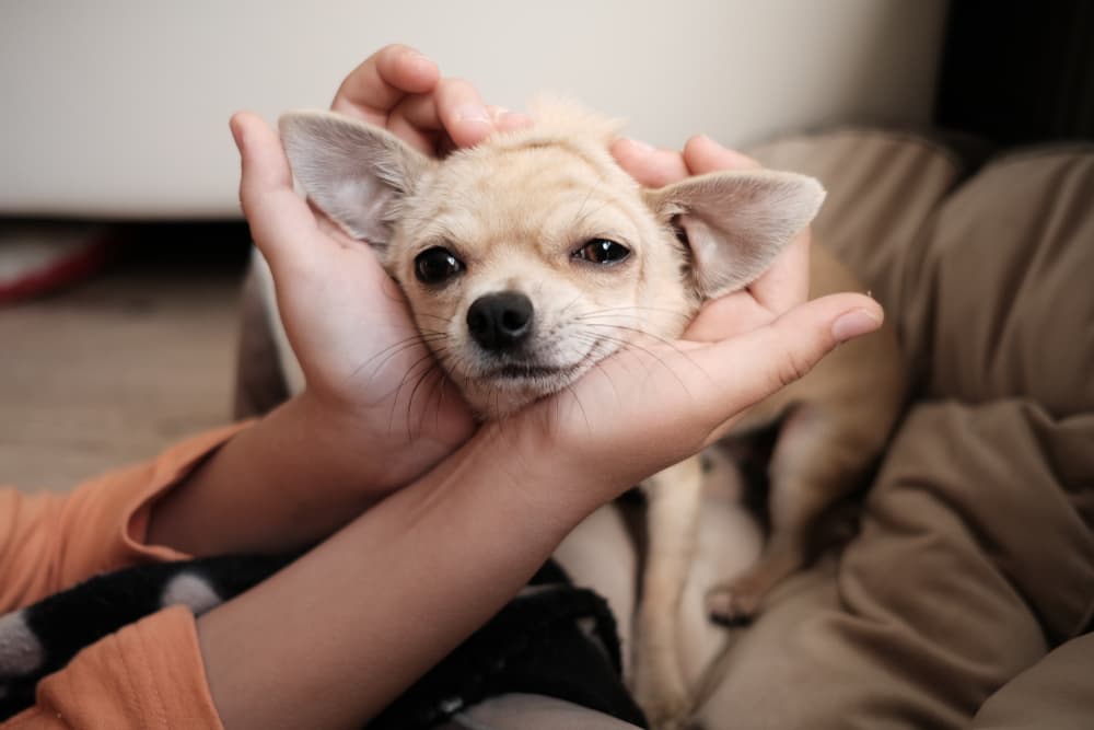 Anxious Chihuahua getting ears rubbed