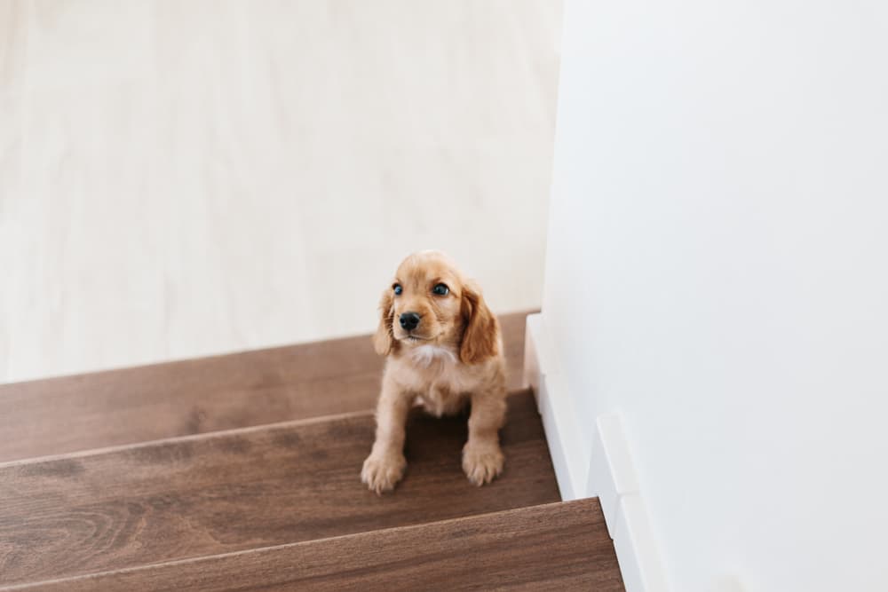 puppy afraid to go up the stairs