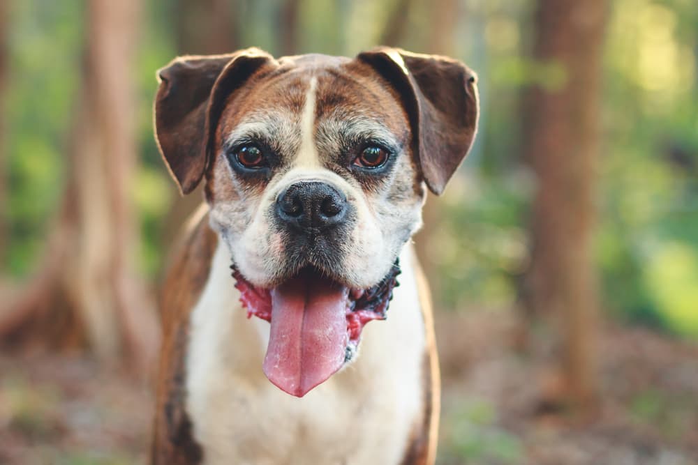When is a Dog Considered Senior? | Great Pet Care