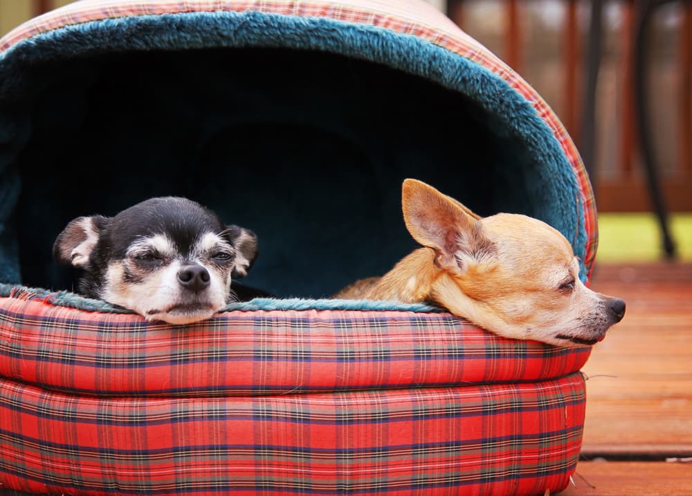 Chihuahuas in calming dog bed