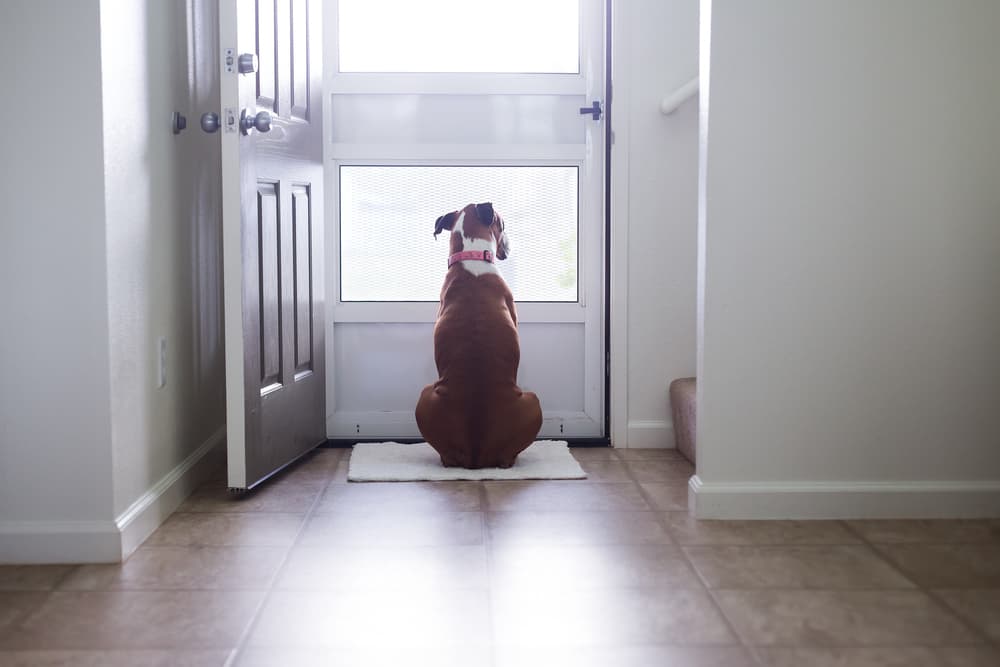 dog waiting by door during training