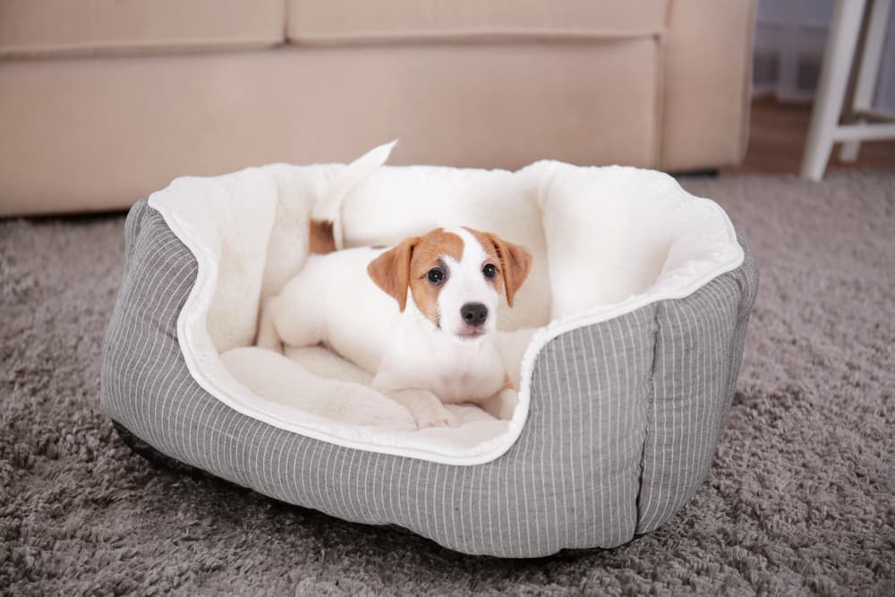 Puppy in gray dog bed