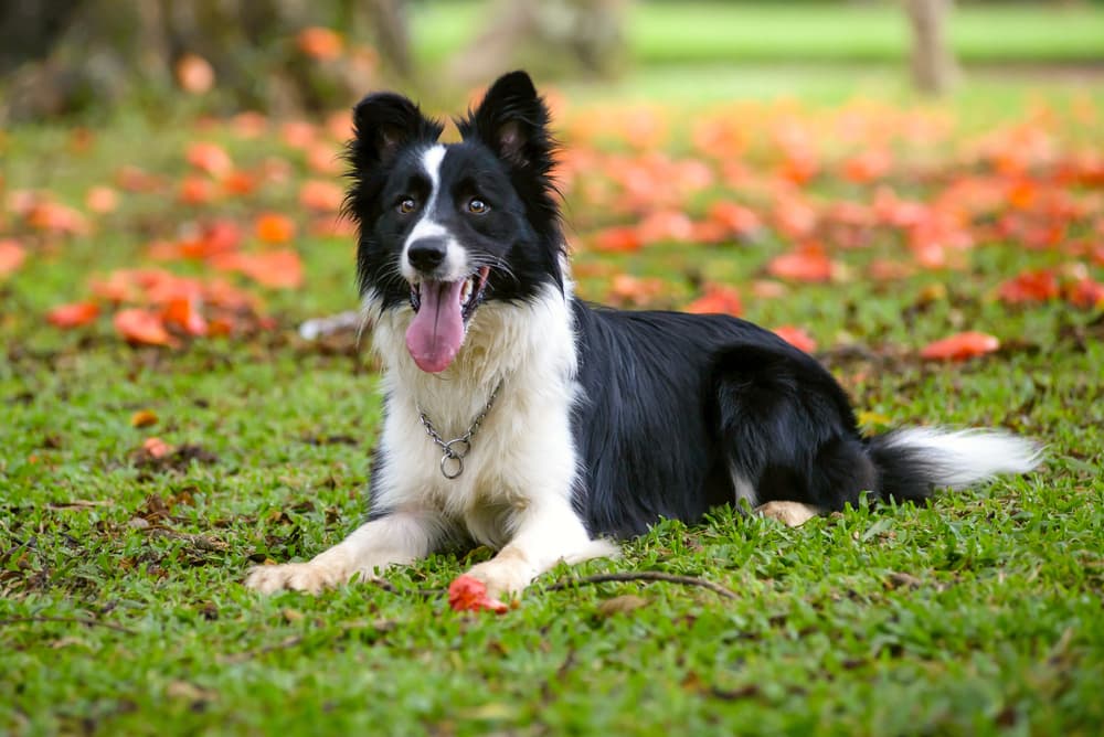 Border Collie lying in the grass
