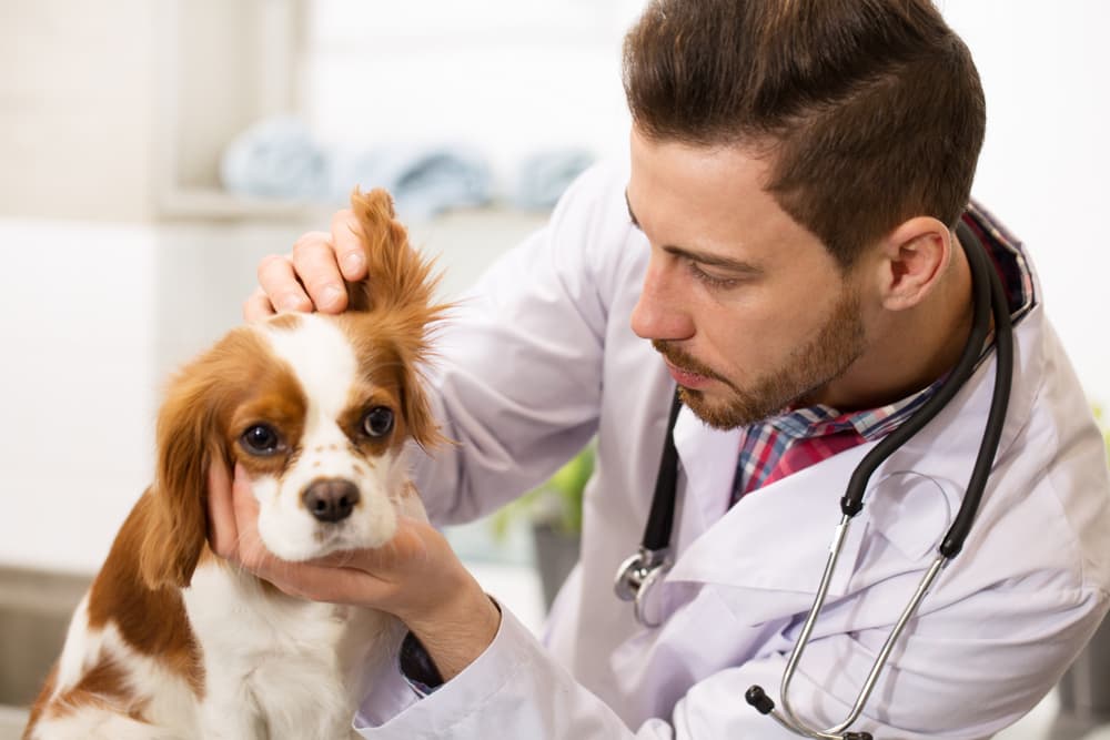 Inflammation in Dogs: Causes, Symptoms, and How to Help | Great Pet Care