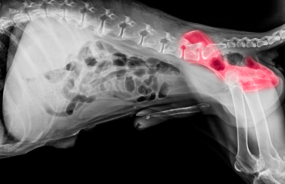 X-ray of dog with hip dysplasia