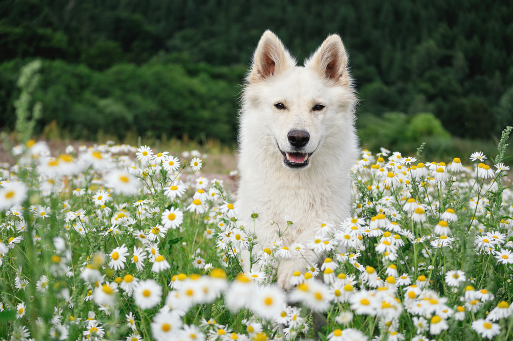 Dog sitting in a field of chamomile