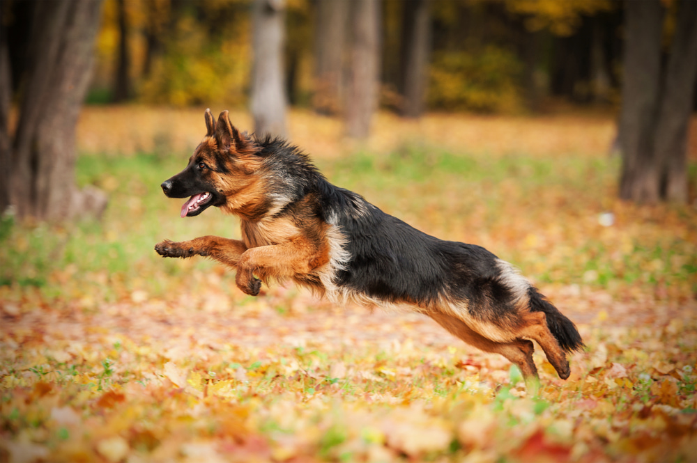German Shepherd jumping in leaves