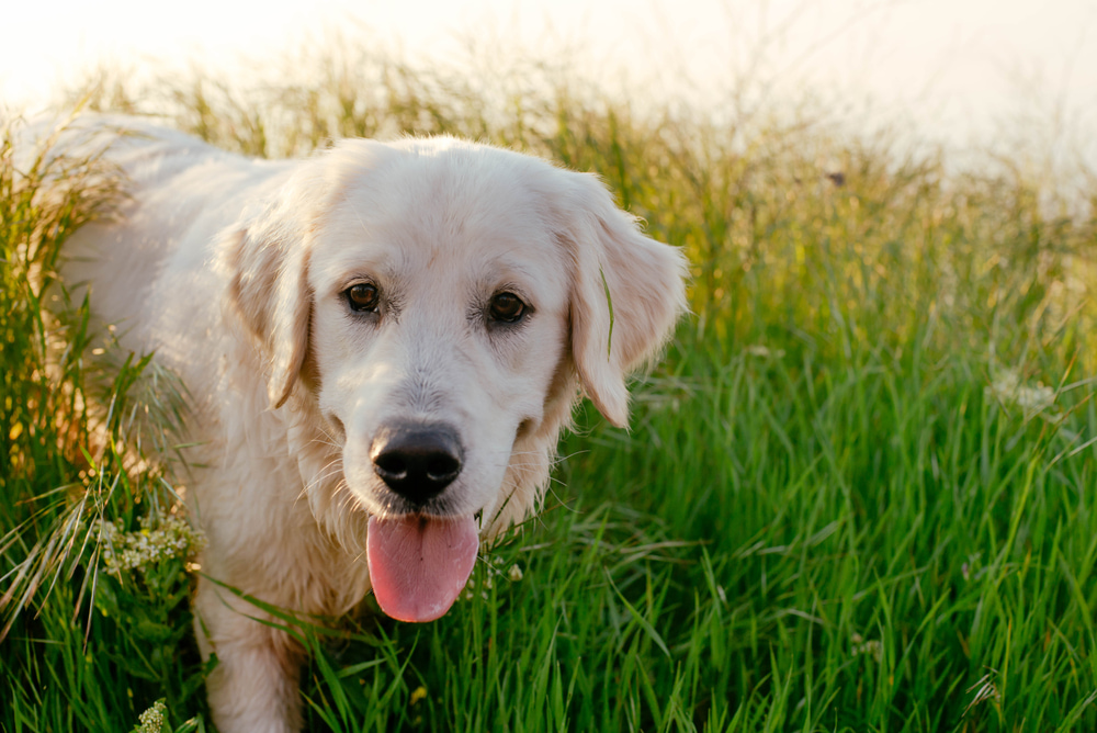 Labrador Retriever in high grass
