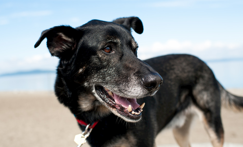 Senior dog on beach