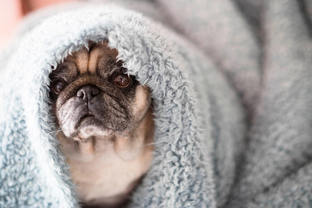 Senior pug under blanket