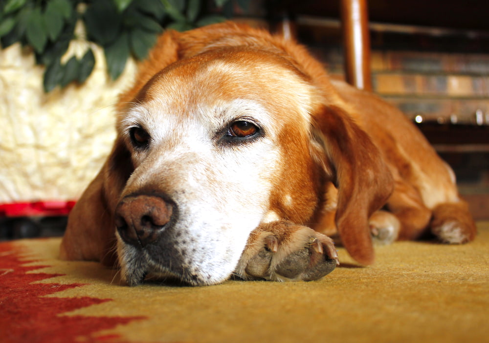 Old dog resting on carpet
